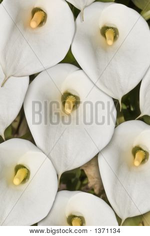 Calla lelies composiet
