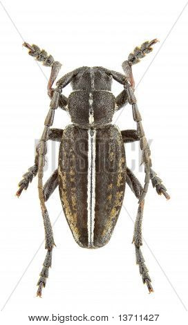 Pedestredorcadion Pusillum