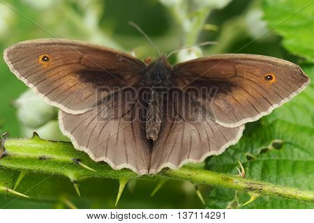 Meadow Brown Male Butterfly Basking on a Leaf (Manolia Jurtina)