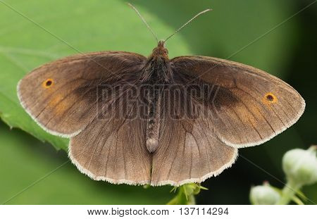 Meadow Brown Male Butterfly Basking on a Leaf (Manolia Jurtina)