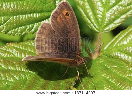 Meadow Brown Male Butterfly Basking on a Leaf (Manolia Jurtina)