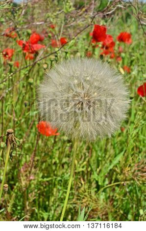 Ripe Dandelion and Poppy flowers in the field