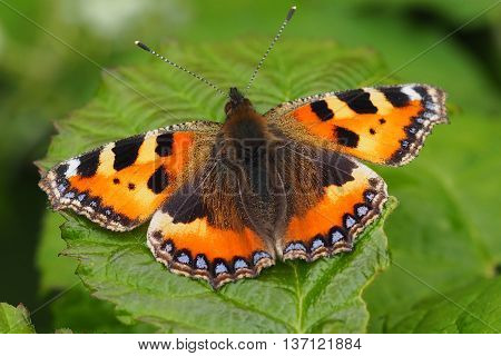 Small Tortoiseshell Buteterfly Basking on a leaf (Aglais Urticae)