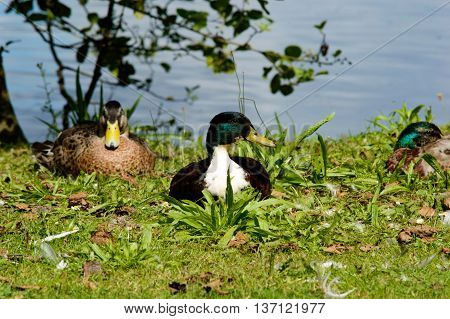 Pair of mallard ducks on a bank of a pond or lake resting on the grass in the sunshineand looking to the side