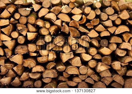 Pile of wood in the forestA Pile of wood in the forest