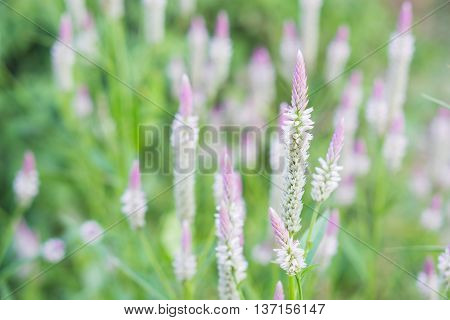 Beautiful wild cockscomb with blurred background in Thailand.
