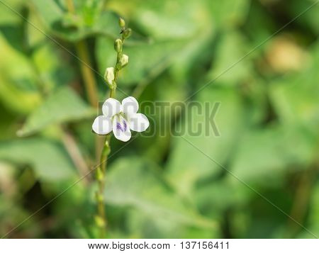 White flower with green blurred background in sunny day.