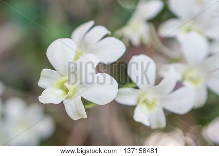 White orchid in the garden with blurred background.