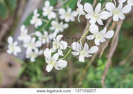 White orchid in the garden with blurred background.