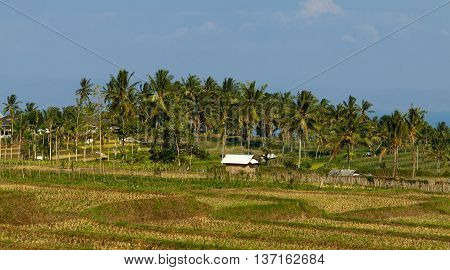 Amazing view of a agrar landscape in Lombok, Indonesia