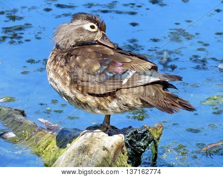 Female northern shoveler duck on a pond in High Park of Toronto Ontario 4 July 2016 Canada