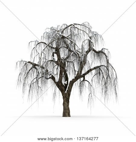 Winter tree without leaves on white background 3d rendering