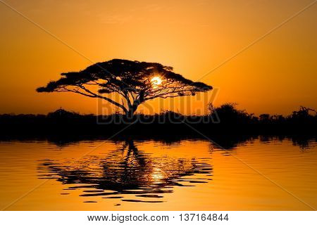 Beautiful african sunrise reflected on lake with backlit acacia tree on Amboseli Natural Park Kenya.