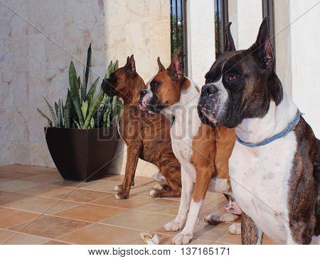 Boxer Dogs