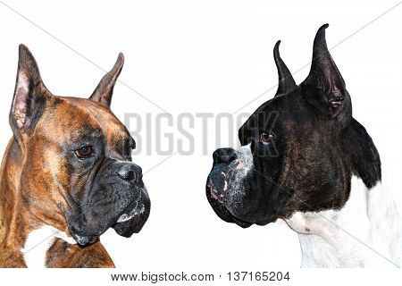 Two purebred boxer dogs with cropped ears looking at each other