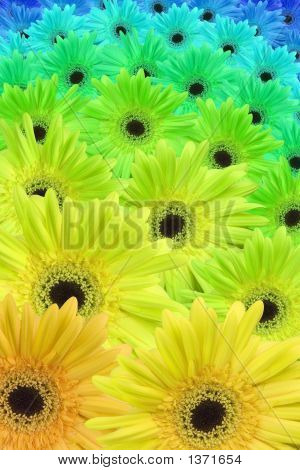 Gerbera Daisy verloop