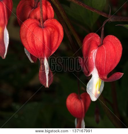 Pale red hearts signal the blooming of a bleading heart.