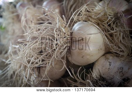 Close up garlic display with stems at farmers street market