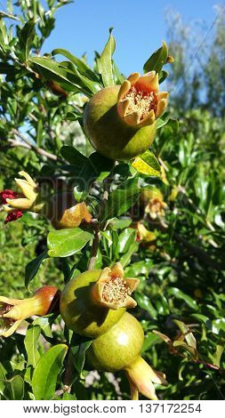 Several immature flowering pomegranate on the tree.