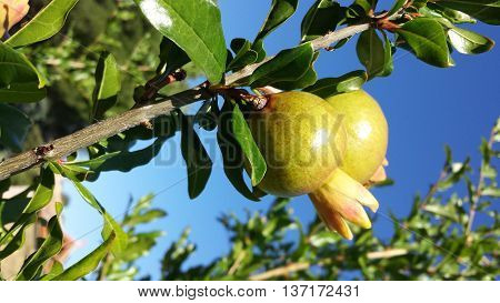 Several immature flowering pomegranate on the tree.