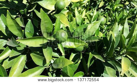 Several green unripe oranges on the tree