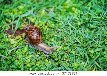 Snail Crawling On The Green Grass