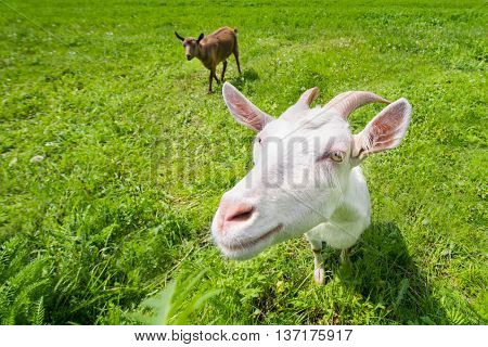 Two goats on a green meadow, countryside