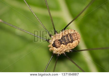 A daddy longlegs perched on a plant leaf.