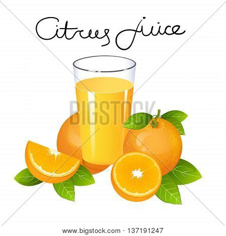 Orange fruit icon vector set. Composition isolated on white background. Realistic juicy orange with leaves