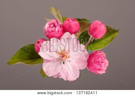 Flowers Of Brandywine Crabapple Tree On Branch. Apple Tree.