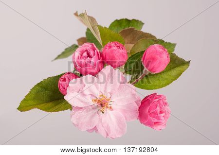 Flowers Of Brandywine Crabapple Tree On Branch. Apple Tree.
