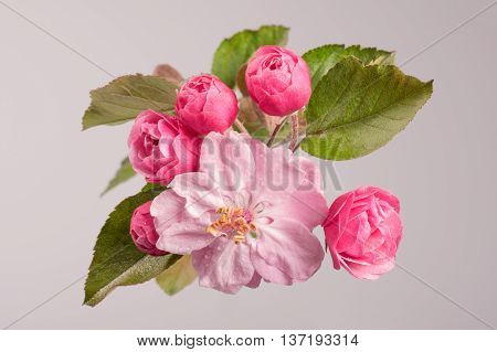 Flowers Of Brandywine Crabapple Tree On Branch. Apple Tree.