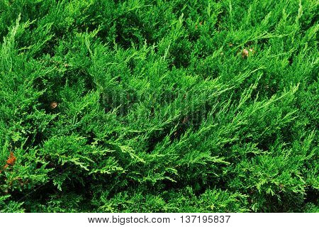 Thuja arbor vitae natural green background foto