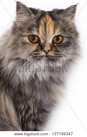 A shot of a beautiful Doll-faced Persian Chinchilla cat over a white background.