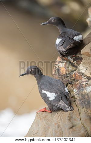 Pigeon Guillemot - Cepphus columba, breeding adult. Santa Cruz, CA