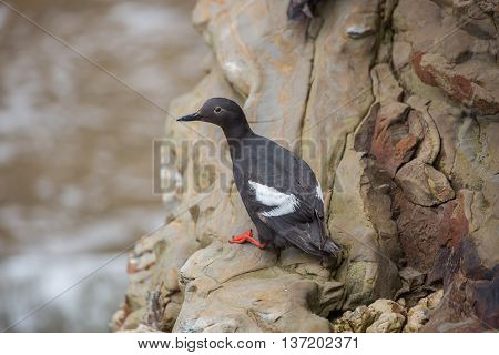 Pigeon Guillemot - Cepphus columba, breeding adult. Santa Cruz, CA