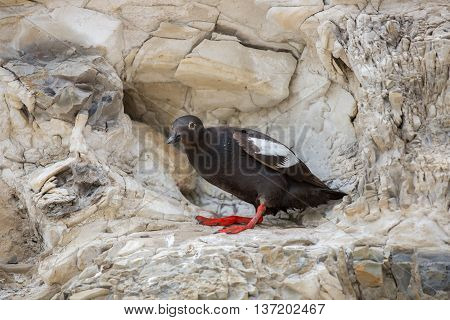 Pigeon Guillemot - Cepphus columba, breeding adult. Santa Cruz, CA