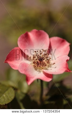 Happy Chappy pink apricot rose, rosa, flower blooms as ground cover in a botanical garden in summer