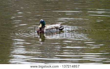 Mallard Duckswimming in a pond in Saint John