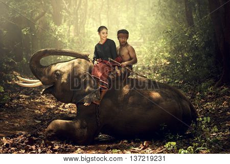 The lifestyle of the kui people A longtime relationship with the elephants. The Elephant Village in Tha Tum district Surin Thailand.