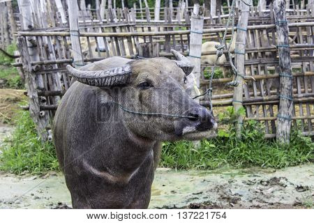 Resale market the Buffalo and cows Thailand