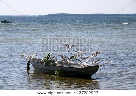 birds sitting on a boat on the lake Naroch in Belarus