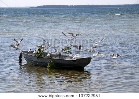birds sitting on a boat on the lake Naroch in Belarus