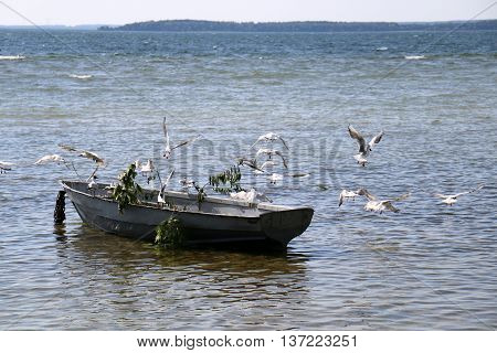 birds sitting on a boat on the lake Naroch in Belarus