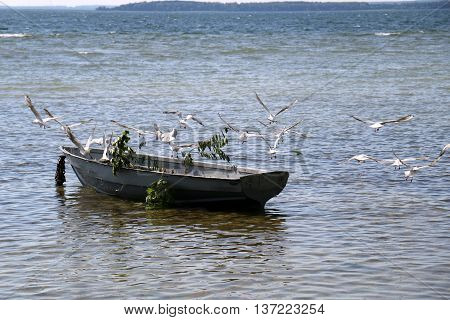 birds sitting on a boat on the lake Naroch in Belarus