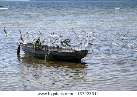 birds sitting on a boat on the lake Naroch in Belarus