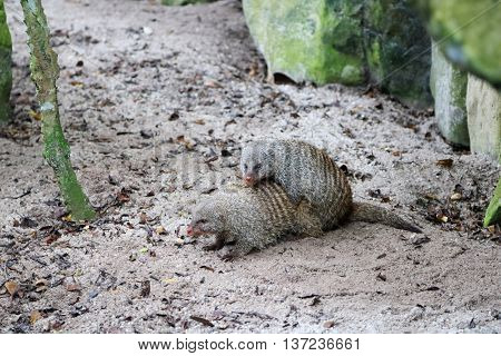 Two Mongooses are mating with one on top of the other