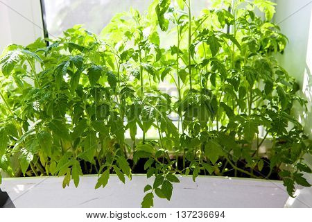 Green shoots of tomato in a white pot on a window sill