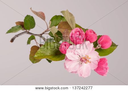 Flowers Of Brandywine Crabapple Tree On Branch. Apple Tree.