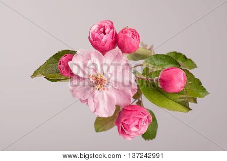 Flowers Of Brandywine Crabapple Tree On Branch. Apple Tree.